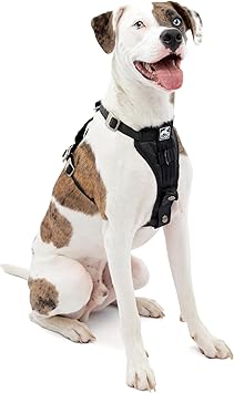 Kurgo dog car harness